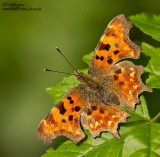 Comma 4